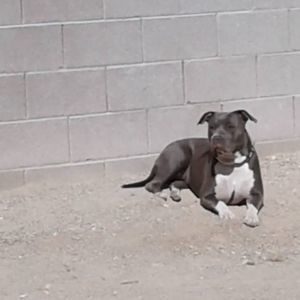 Meet your Posher, Steven